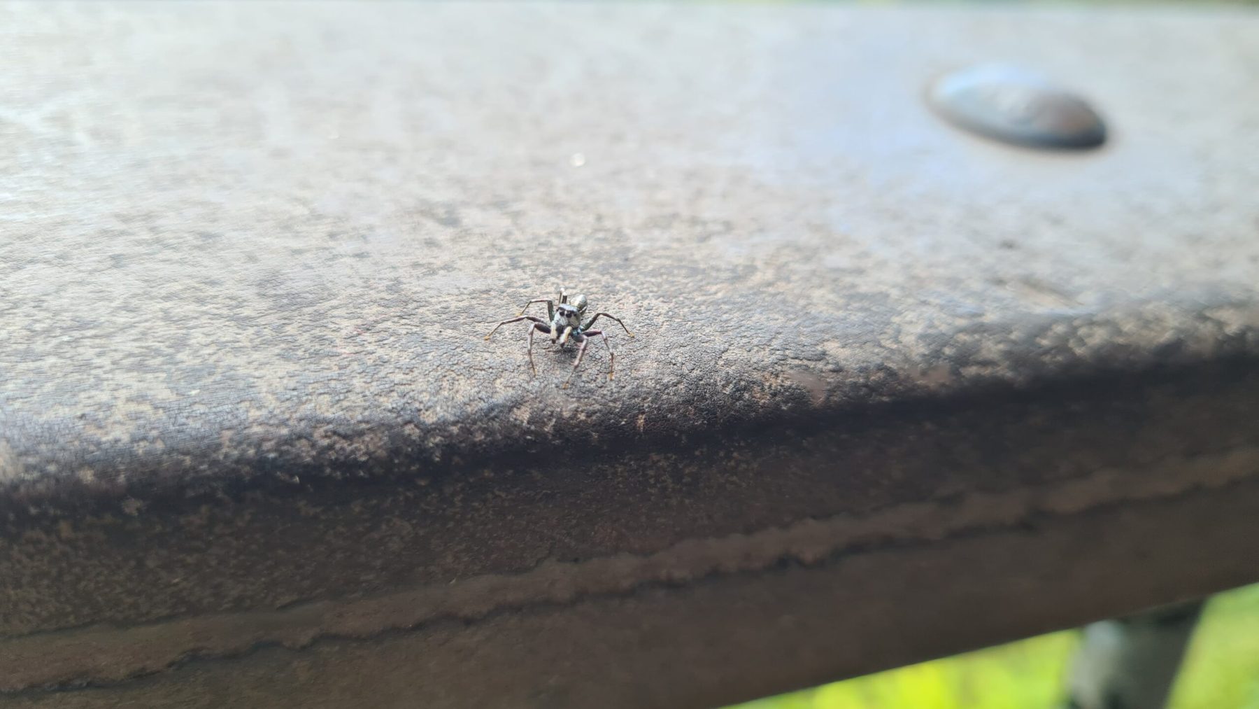 A tiny spider moments before I found out that spiders in Aus can fucking jump A tiny spider moments before I found out that spiders in Aus can fucking jump