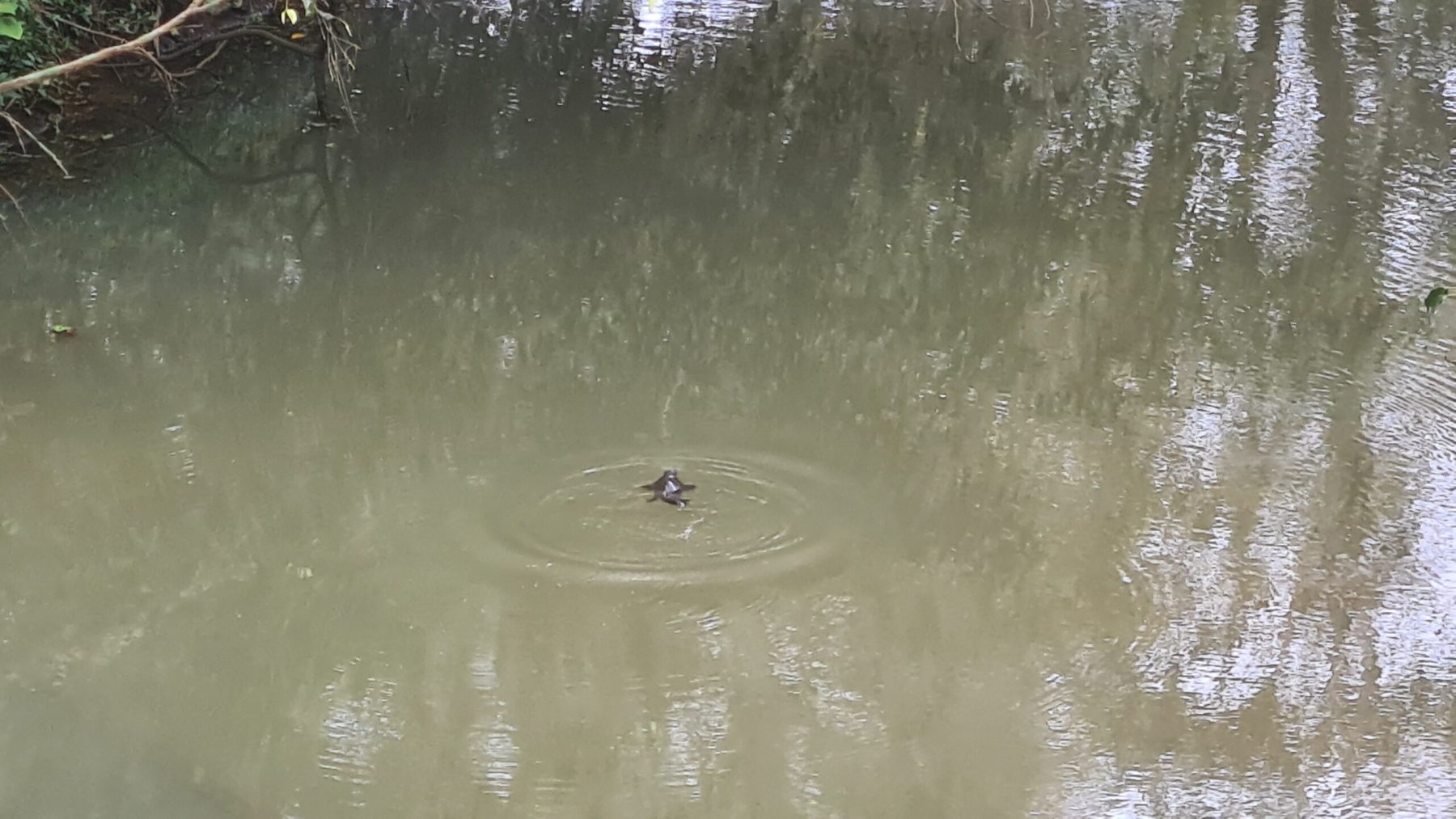 A platypus! A platypus!