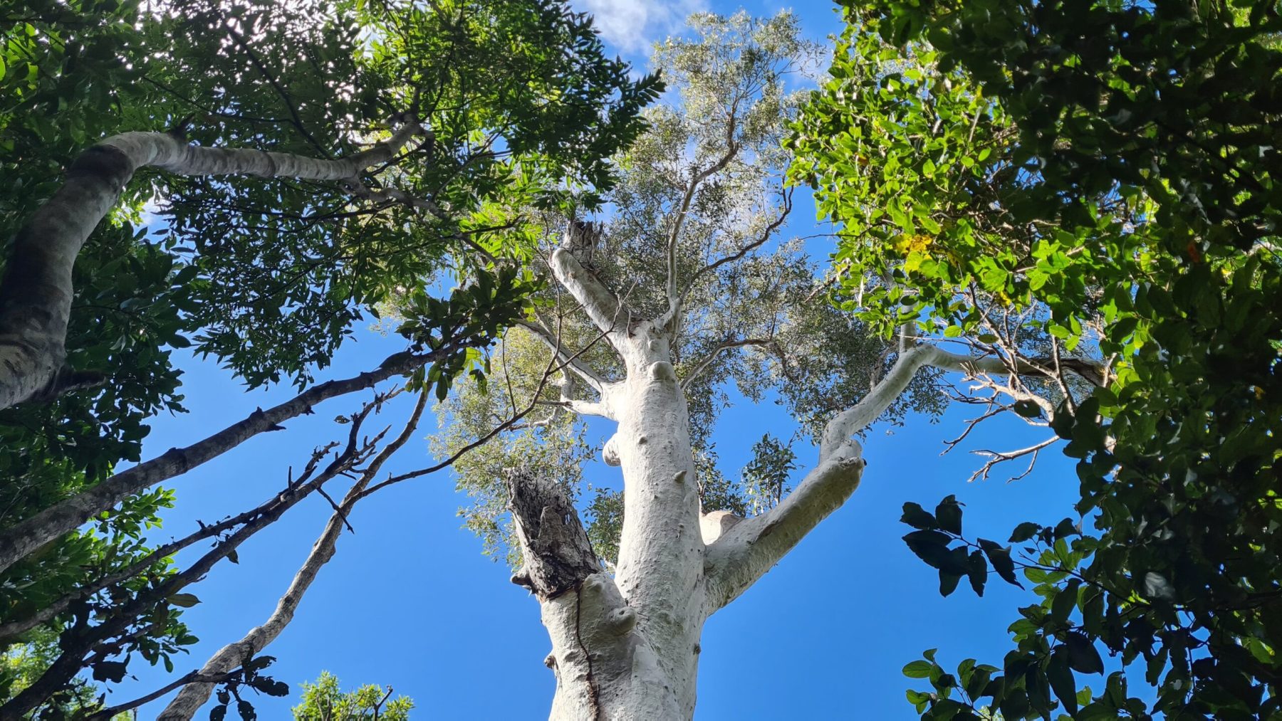 A beautiful tree A beautiful tree