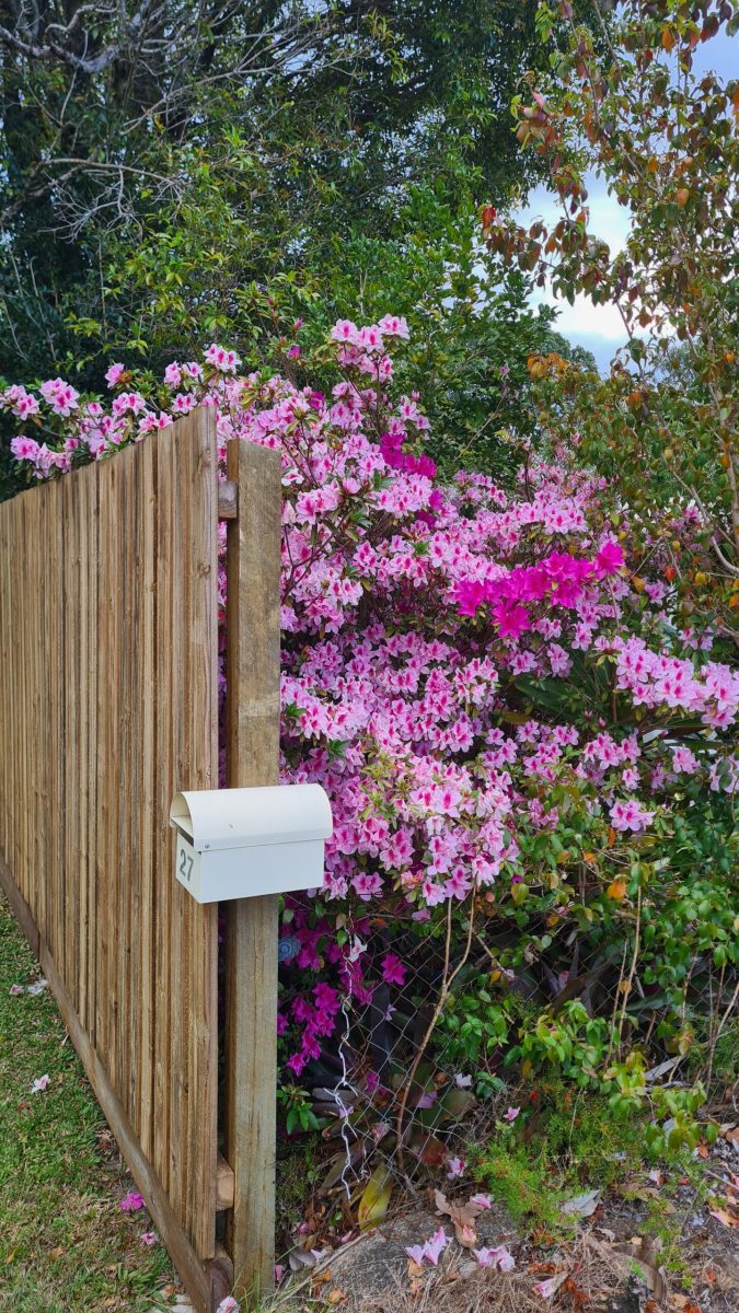 Beautiful flower Beautiful flower