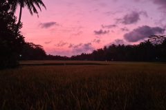 Sunset over the rice paddy