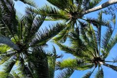 Tropical palms in tropical cairns