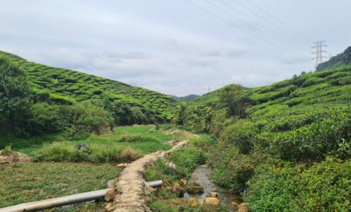 Cameron Highlands