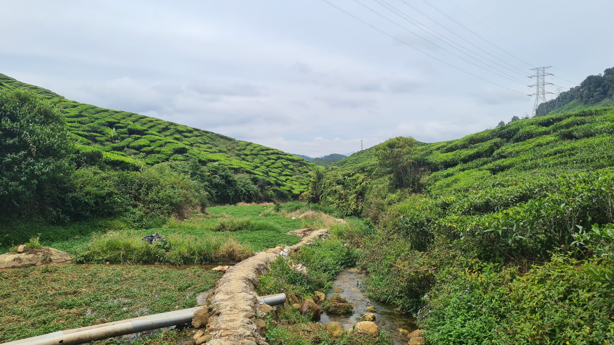 Cameron Highlands